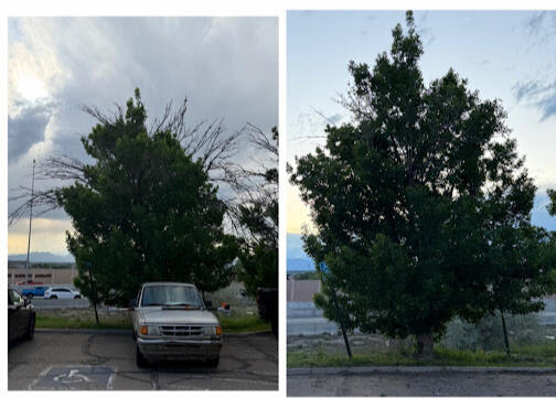 Untitled Tree trimming and canopy management before and after in Thornton