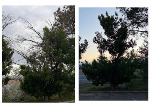 Untitled Hazardous limb removal and deadwood clearing before and after