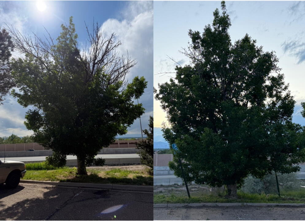 Untitled Commercial tree pruning before and after in Thornton, CO by Emberglow