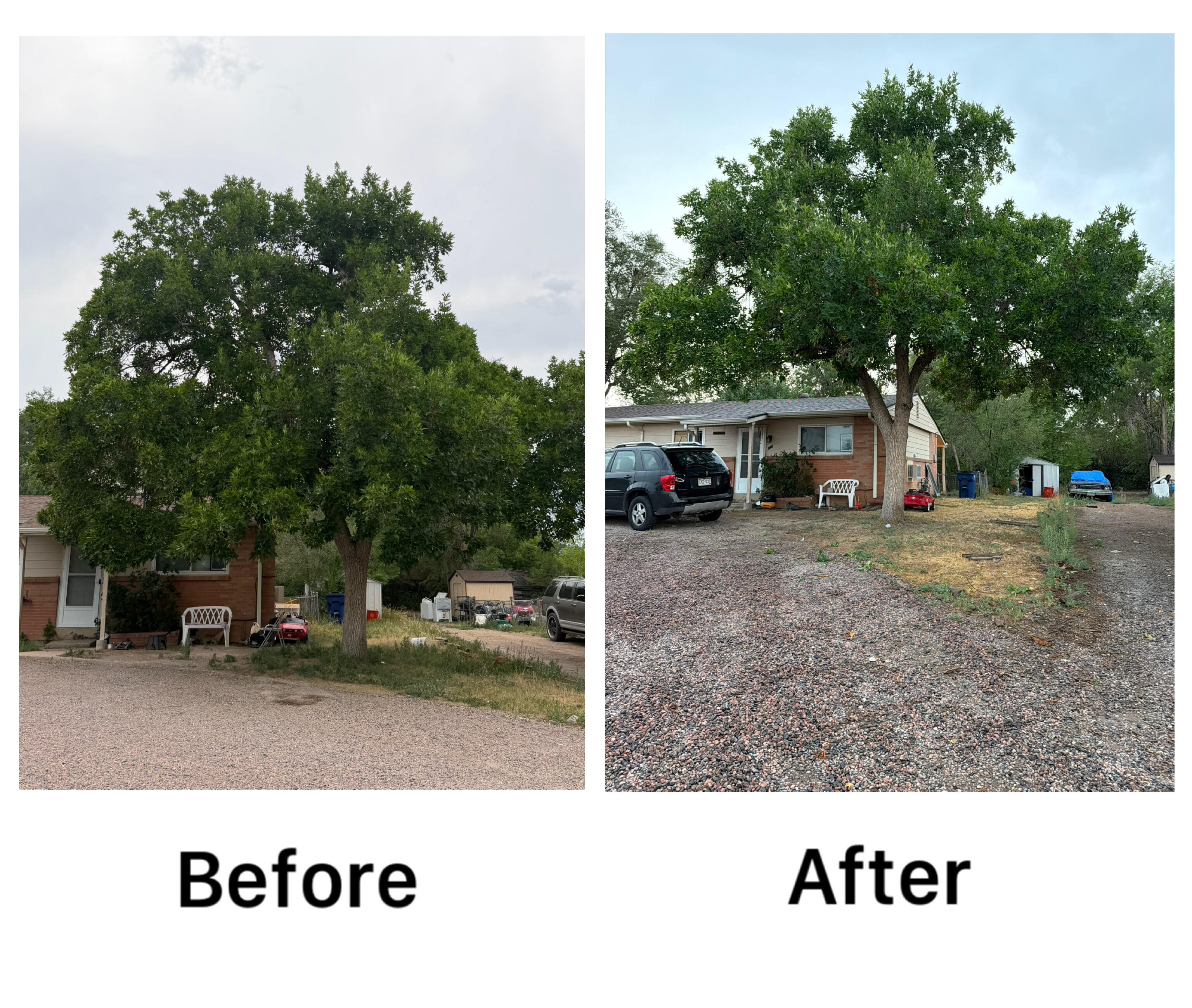 Structural Tree Pruning and Cleanup Before and After in Thornton, CO