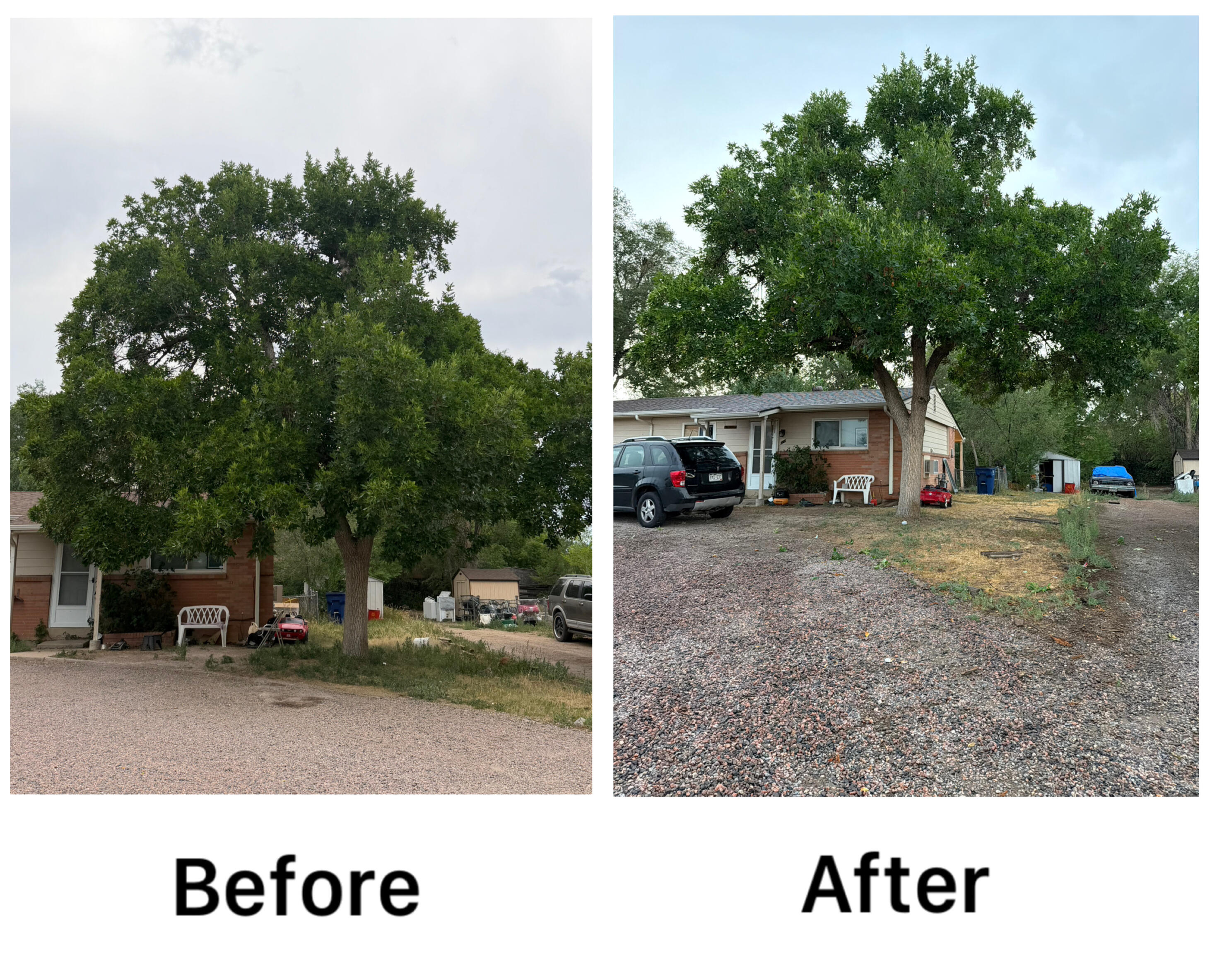 Tree Canopy Care Before and After: Residential Pruning in Thornton, CO by Emberglow