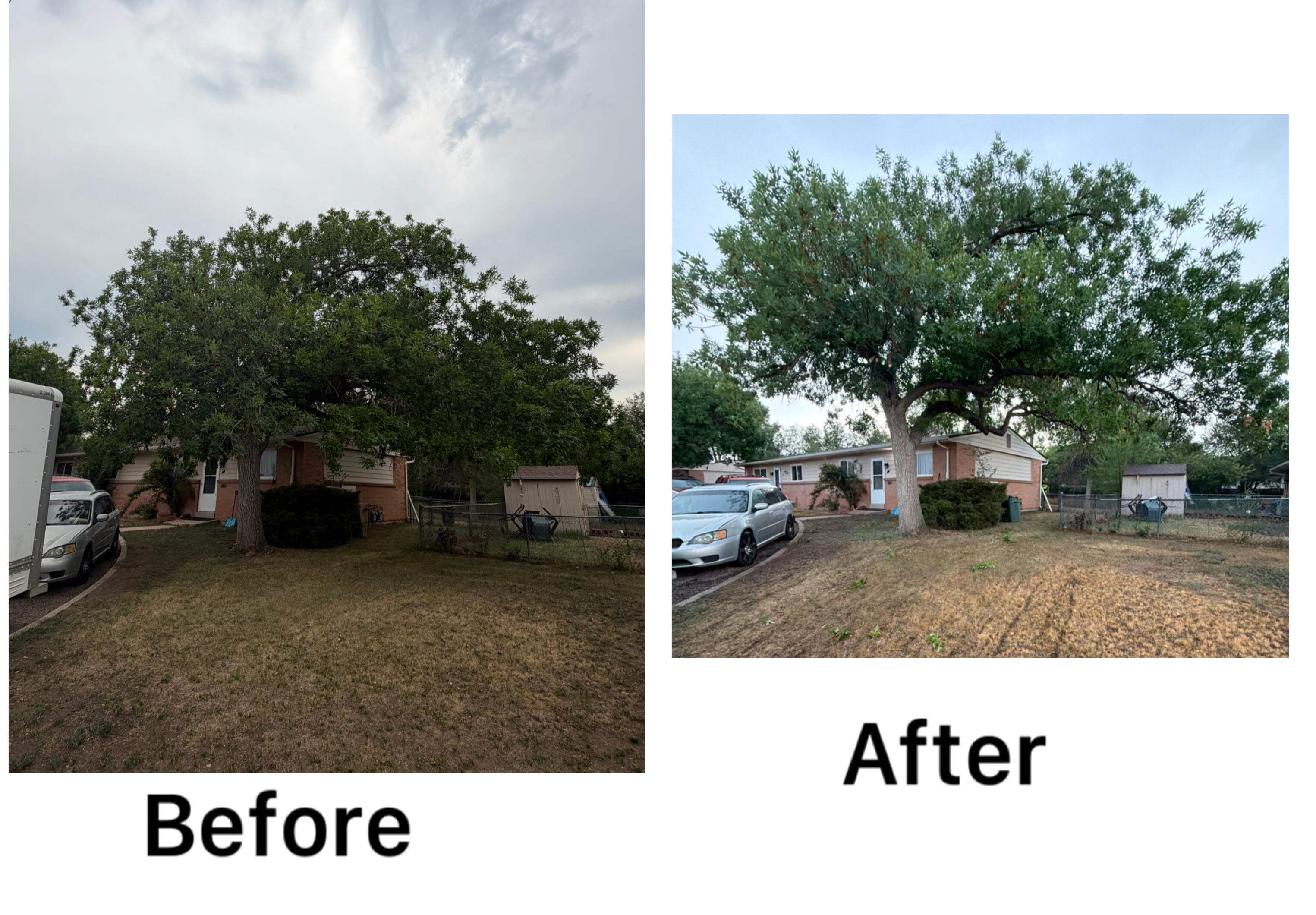 Professional Tree Trimming & Canopy Care Before and After Photos in Thornton CO